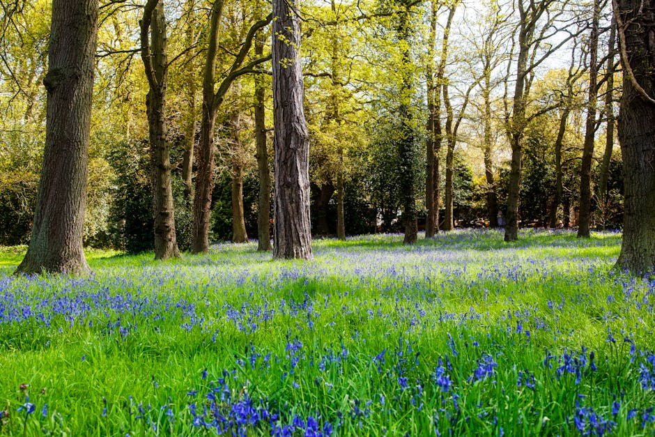 A lush woodland scene featuring tall deciduous trees with textured bark and light green leaves, casting dappled sunlight onto a dense carpet of bluebells covering the forest floor. The vibrant blue flowers are abundant among the bright green grass, creating a natural pathway through the wooded area. In the background, the trees continue to extend into the distance, with some darker shadows and more foliage. This scenic environment suggests a peaceful outdoor space, typically associated with natural landscapes or parks relevant to house removals or relocation settings, such as planning outdoor storage or garden setup during a home move. The scene is captured during daylight with soft natural light illuminating the landscape, with no human activity visible, emphasizing the tranquility of the forest. Man with Van Coombe may use such imagery to illustrate the natural surroundings involved in relocating or the types of environments their clients may be moving to or from in the Coombe area.
