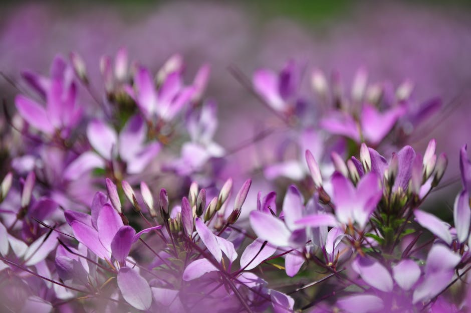 Close-up view of a cluster of vibrant purple and light pink flowers with elongated petals and slender stems, growing densely together outdoors. The background is blurred, highlighting the flowers' delicate structure and soft coloration, with natural sunlight illuminating the petals. This floral scene is taken in a garden or outdoor setting, capturing the beauty of blooming plants during the daytime. Although not directly related to house removals or moving services, the image showcases natural elements that can be part of a property’s exterior, which [COMPANY_NAME] might need to consider when planning home relocations or property access points. The flowers' visual details include the layering of petals, some unopened buds, and the context of outdoor greenery.